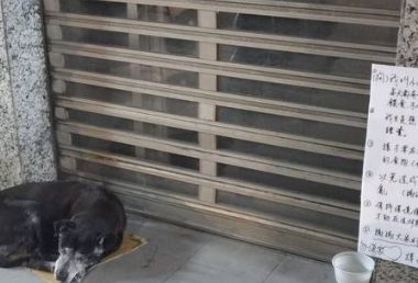 老狗窝铁门前睡觉!善心人想喂……看到旁边告示牌暖哭!