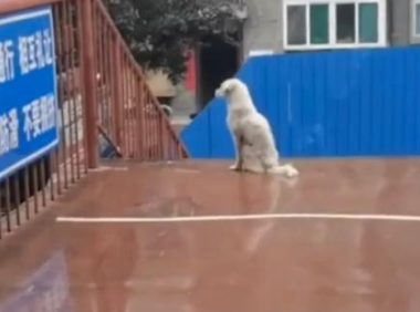 小白狗每天守桥上,等着下面的小黑狗,最后学生被感动相助