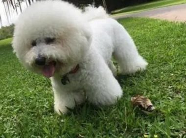 树下拴着一只被抛弃的比熊,解开绳子后,狗狗的作揖让救助者落泪