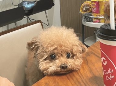 狗狗将头搭在桌子上，一看它的神情就了解是什么意思了，可怜巴巴的