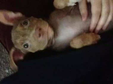 小奶狗只有两个月大时就被抛弃，被救后狗狗的笑容超治愈！