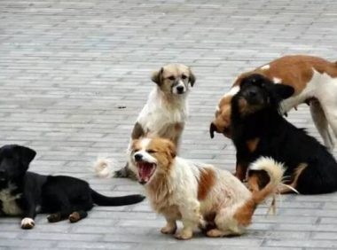 哪个国家没有流浪狗市场 | 荷兰成首个无流浪狗的国家 买纯种狗将被收重税