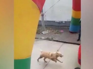 女主人嫁人,狗狗拦住小轿车,不舍得女主角离去自身!