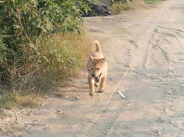 土狗醒来发觉家中没有人，它悄悄跑到苞米去旅游，发觉主人家也在