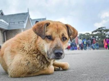 流浪狗闯入商场里，保安没暴力赶走反而收编了它，成为一只维护犬