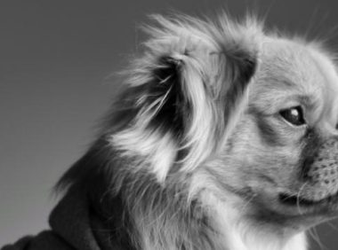 男子凌晨独行,遭遇多条流浪狗围攻,结局令人痛心