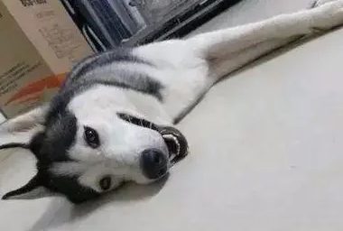 网友带哈士奇回农村，可没想到狗子竟吃了一堆古董，哭笑不得了！