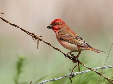 北朱雀身份信息