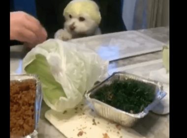 主人家用包菜叶子放到狗狗的头顶，它还一脸可怜脸，传说故事中的菜狗？