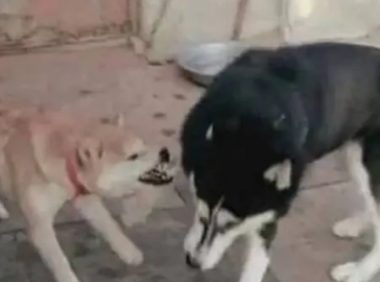 哈士奇被柴犬欺负,于是二哈找来大哥帮忙,结果柴犬尴尬了