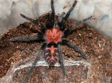 哥斯达黎加老虎尾身份信息