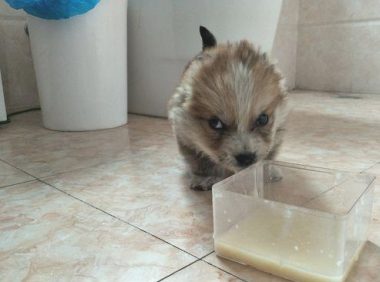 垃圾箱边捡到只小奶狗,听到路人得话,女生甘愿提前准备掏钱将它买下来