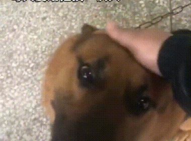 流浪狗闯进警局“应聘”警犬,网友:现在想当警犬都靠耍赖皮吗?