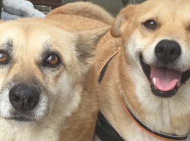 怨家狗狗碰面就互咬小表情超夸大其词，网民惊叹：塑料姐妹花？