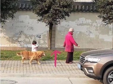 偶遇一位奶奶牵孙女遛狗，可仔细看了下，奶奶是不是牵错了？
