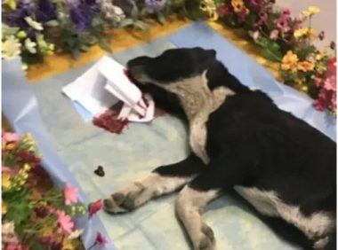 狗狗死了眼睛没闭 | 狗狗死的时候变得皮包骨,眼睛也没闭上！