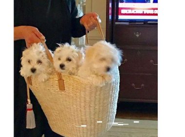 好莱坞传奇人物利用已死亡的棉花面纱犬细胞复制出克隆犬