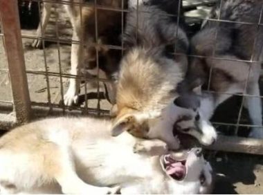 二哈碰到一群狼犬，给我哈哥一个面子
