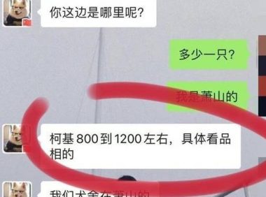 杭州网友一次买狗经历，八百元变成一万元