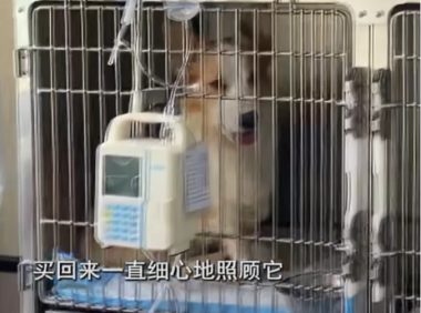 男室友帮忙养狗给狗喂猫粮，小狗瘦到皮包骨，女主人泣不成声。