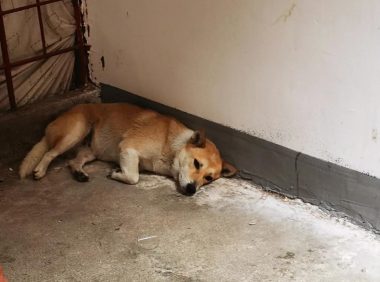 楼道流浪狗狗板凳四肢无力站立不稳，昨天不吃不喝一天了。