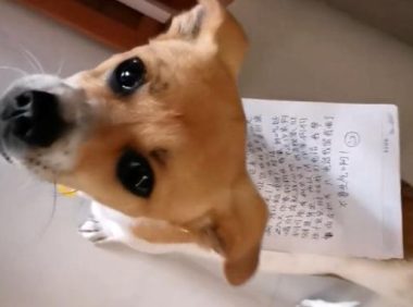 走失的宠物狗自己找回家，看到它身上的字条后，铲屎官由喜转惊