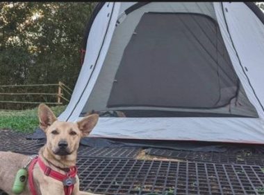 网友要想自拍照，狗狗却出现在摄像镜头前，主人当做了背景墙了！