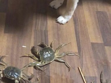 狗狗一直哼哼唧唧,主人靠近后一脸懵,它是发生了啥?