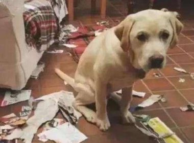 狗狗被主人揍为何不反抗？确实由于爱主人吗，也有这3个缘故