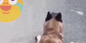 狗狗来到一趟动物园后，竟模仿起了鳄鱼的走姿