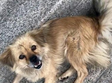 早上来上班，办公室忽现一只狗，竟还是只心机汪！