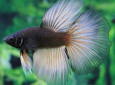 泰国斗鱼身份信息