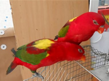 喋喋吸蜜鹦鹉身份信息