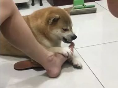 逗比主人强迫柴犬闻自己的脚臭，柴犬的表情亮了！