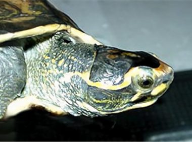 冠背龟身份信息