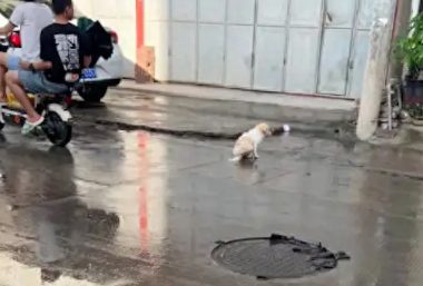 被车撞伤的流浪狗没人救，过了几天又被撞第二次，双腿都断了！