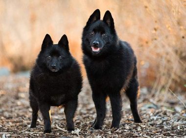 流浪汉14年收养11只狗 救济150只流浪狗