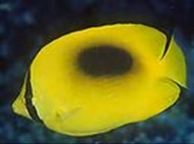 镜斑蝴蝶鱼身份信息