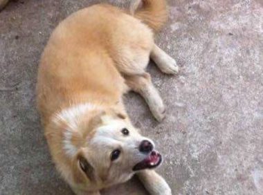 分手吵架!狗狗护主咬伤女友索求赔偿360万