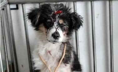 狗狗遭主人虐待,被关长达两年,剃光全身才发现是泰迪