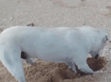 狗狗在海滩挖地洞,男子误认为狗狗爱玩,靠近一看高兴坏了