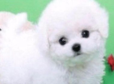 自从养了狗之后,最大的乐趣就是逗他,而且非常护主