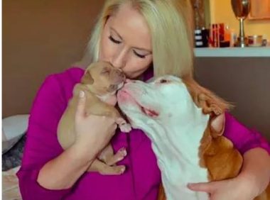 ​惺惺相惜超暖心 大比特犬哄小比特犬睡午觉 画面很美