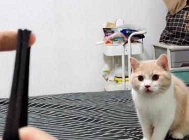 猫咪喜欢捡东西,动作和狗狗类似,网友看了都无语