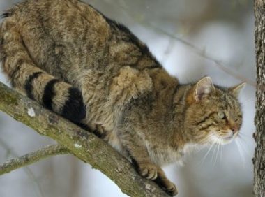 狗比猫忠诚？不知主人已去世，猫咪在医院门口守候数月