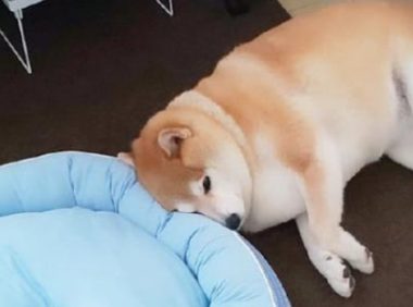 主人给柴犬买来新狗窝,它却分毫不高兴,狗:我还是喜爱睡木地板!