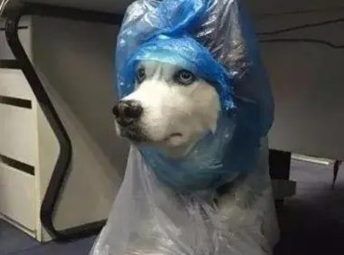 网友给哈士奇穿上自制雨衣，下一秒二哈怀疑狗生了，笑喷！