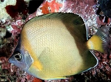 暗带蝴蝶鱼身份信息