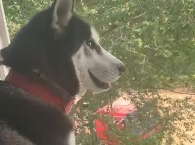 主人家做红烧肉不成功,把黑黢黢的肉端给狗狗吃,狗狗的小表情会亮