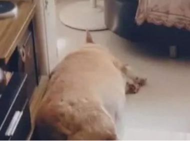 柯基犬肥成小猪仔,走路要人扶,一转脸时令人笑喷